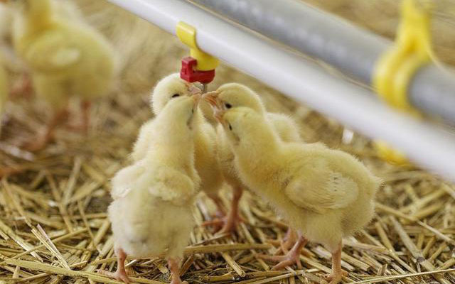 7-tips-when-using-deep-litter-system-of-poultry-farming